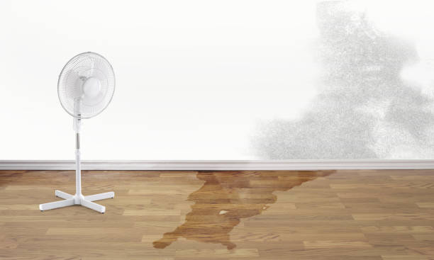 Best Carpet water damage restoration  in , SD